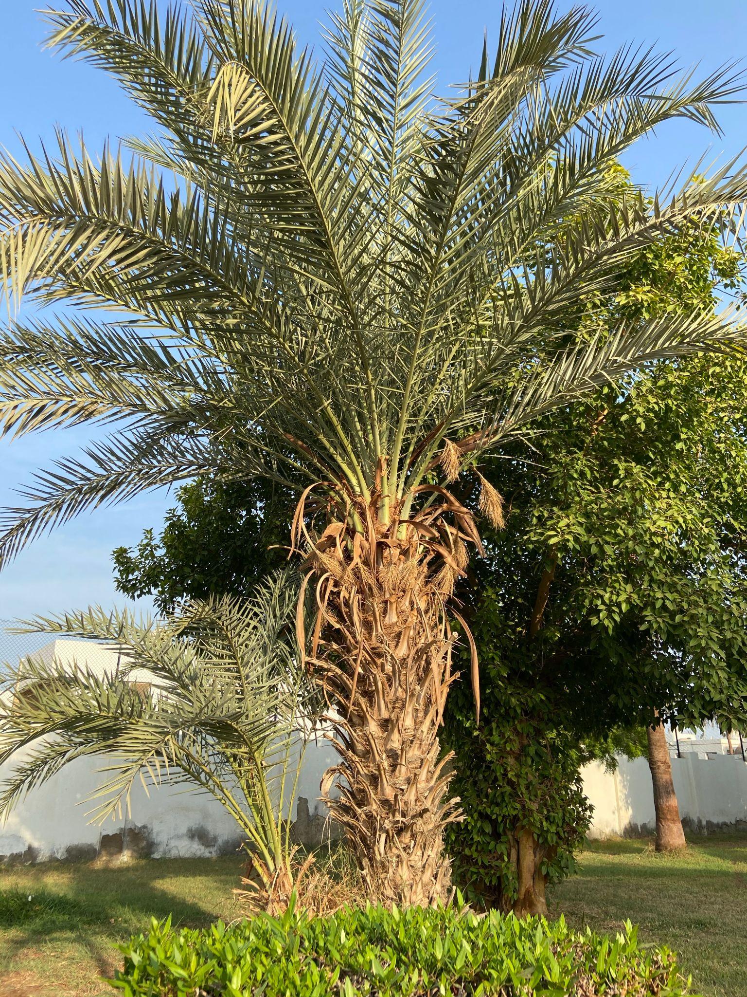 زراعة النخيل