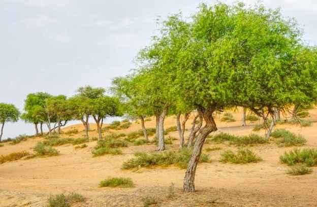 الأشجار البرية - صورة مشروع 1 في الرياض