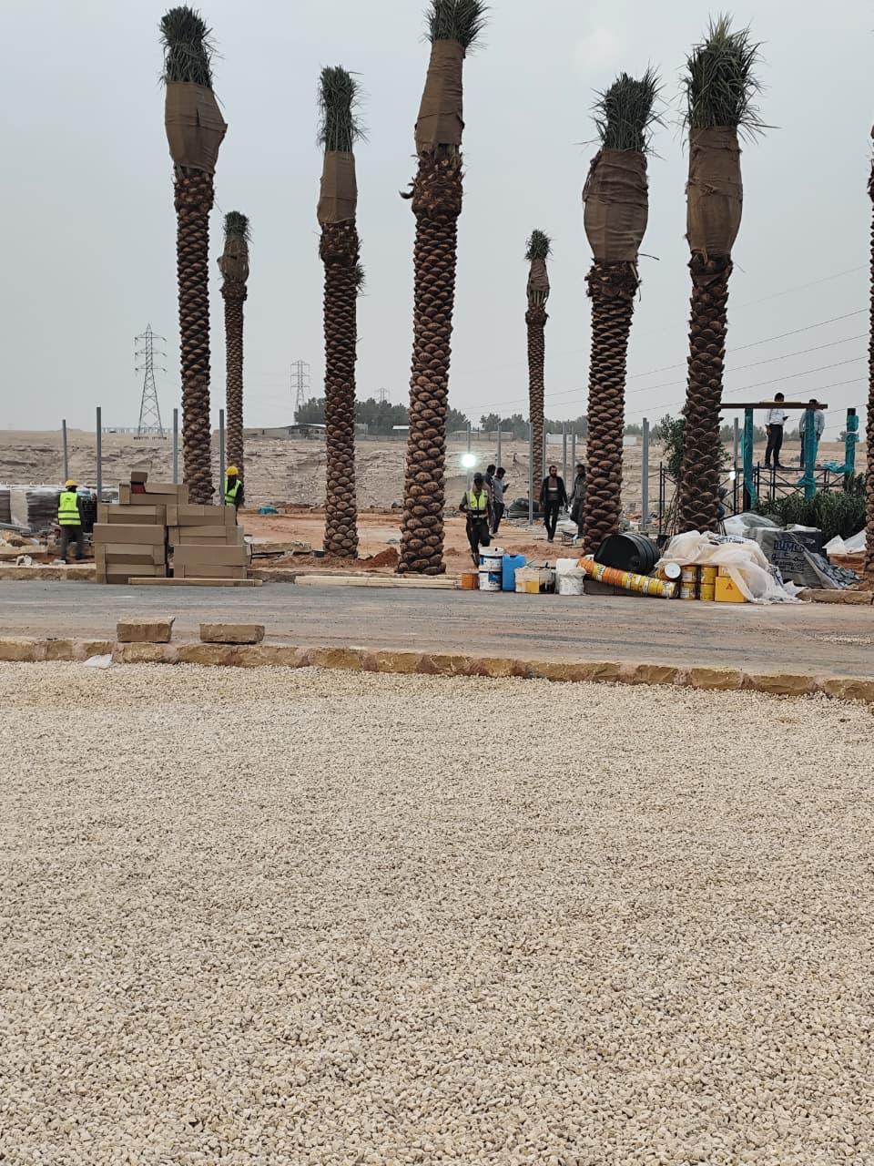 زراعة النخيل - صورة مشروع 6 في الرياض