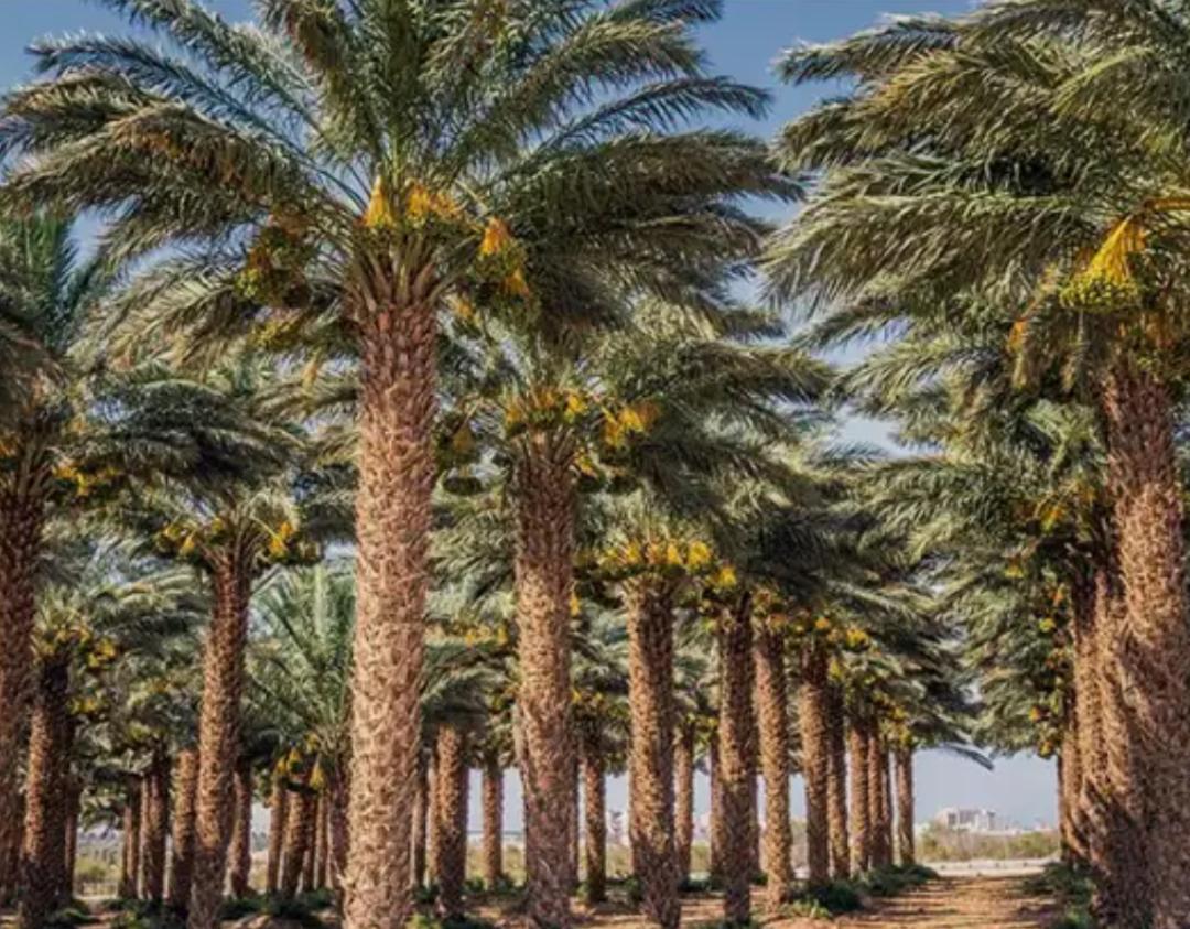 زراعة النخيل - صورة مشروع 9 في الرياض