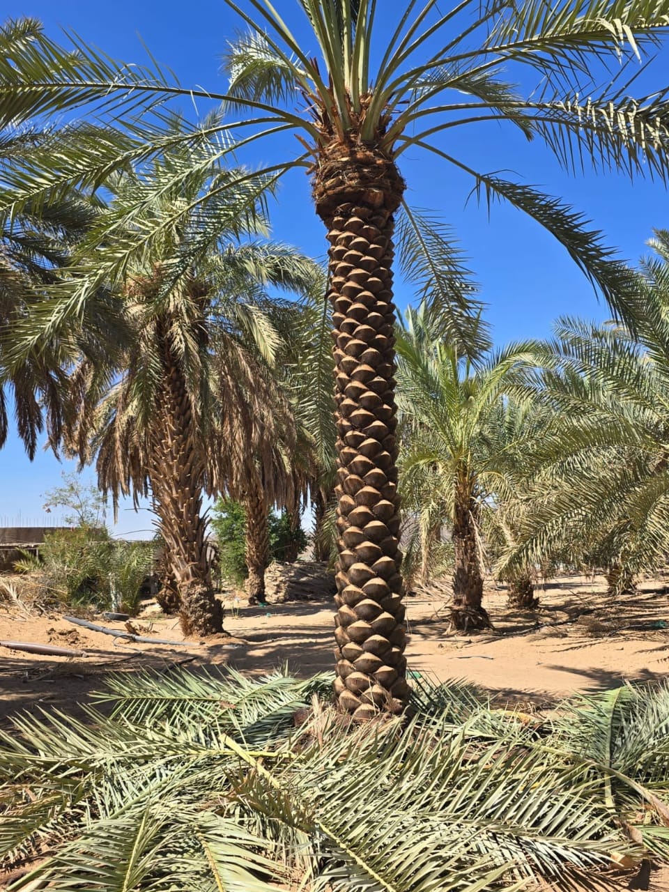 زراعة النخيل - صورة مشروع 7 في الرياض