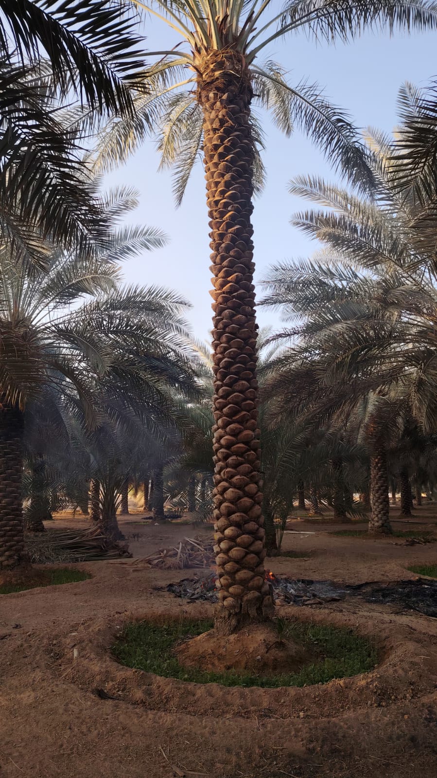 زراعة النخيل - صورة مشروع 8 في الرياض