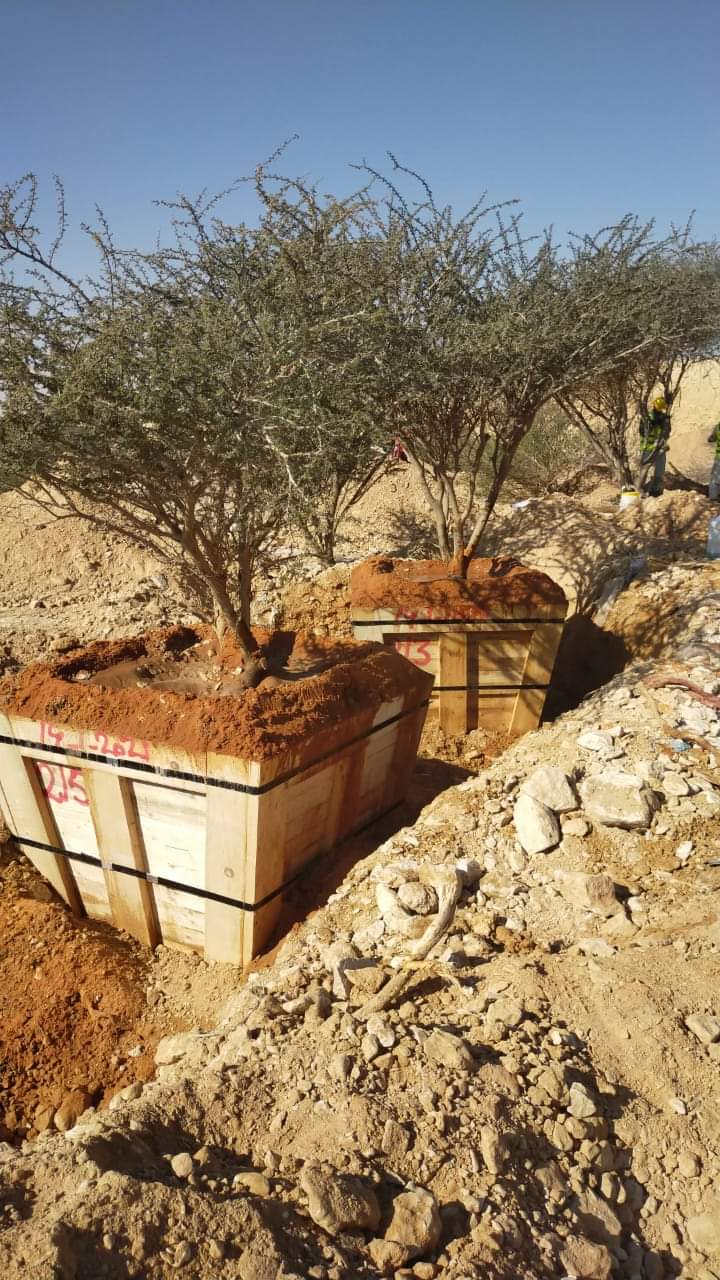 الأشجار البرية - صورة مشروع 5 في الرياض