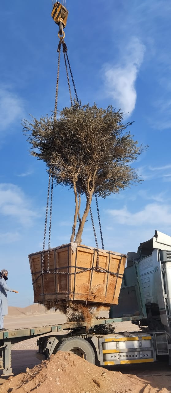 الأشجار البرية - صورة مشروع 4 في الرياض