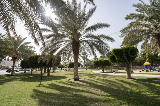 زراعة النخيل - صورة مشروع 2 في الرياض