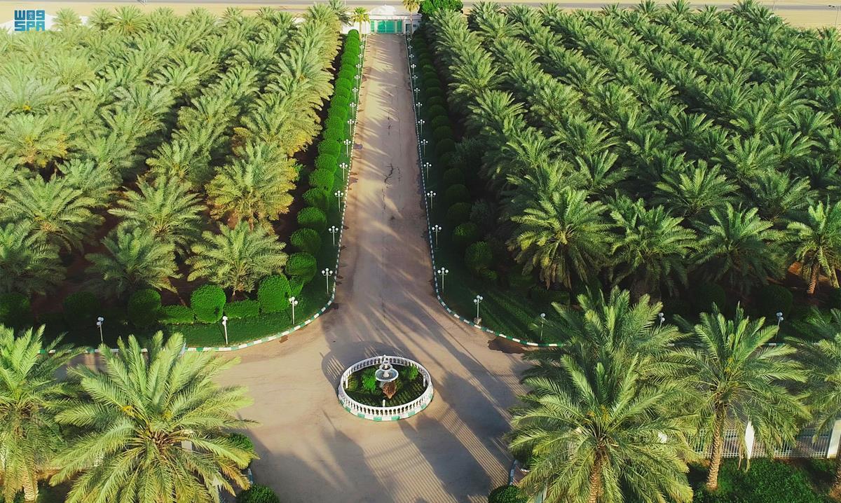زراعة النخيل - صورة مشروع 1 في الرياض